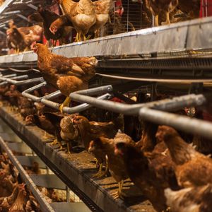 sistema di allevamento per voliera per galline ovaiole