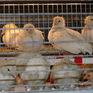 sistema di allevamento per voliera per galline ovaiole