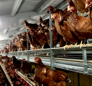 sistema di allevamento per voliera per galline ovaiole