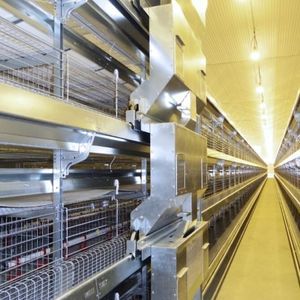 sistema automatico di distribuzione di mangime su guida di scorrimento 1