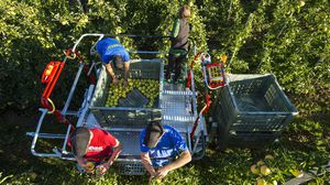 Carrello raccolta per frutteto - E-TRAC - KNECHT GmbH - semovente