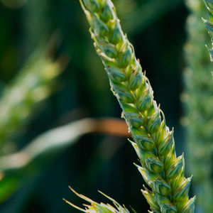 semi di grano tenero precoci