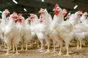 integratore alimentare per animali