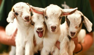 integratore alimentare per animali
