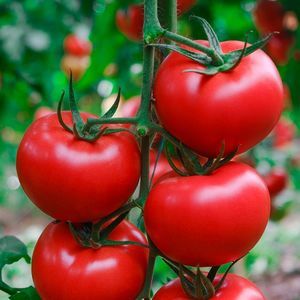 semi di pomodoro rosso 1
