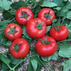semi di pomodoro rosso 1