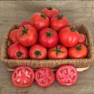 semi di pomodoro rosso 1