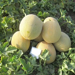 semi di melone medio-precoce 1