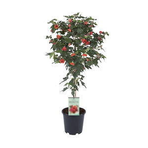 arbusti da fiore da vaso