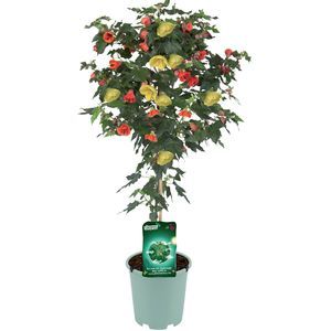 arbusti da fiore per aiuola