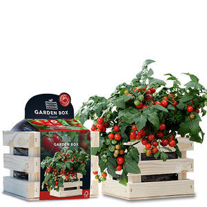 semi di pomodoro ciliegino rosso