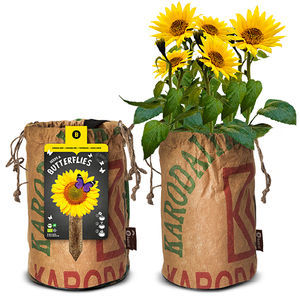 semi di girasole biologico
