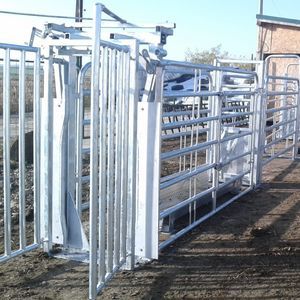 gabbia di trattamento per bovini 1