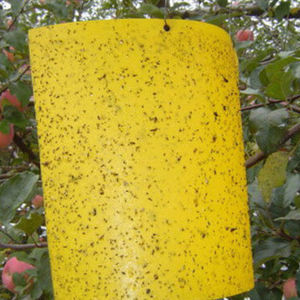 trappola per insetti