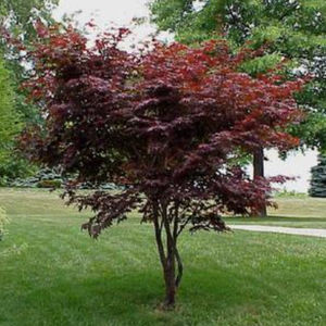 albero a latifoglia