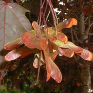 albero a latifoglia