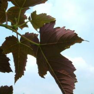 albero a latifoglia