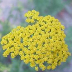 pianta da fiore Perenne 1