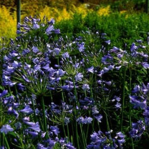 pianta da fiore Perenne 1