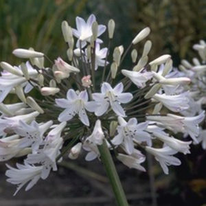 pianta da fiore Perenne 1