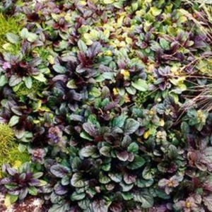 pianta da fiore Perenne 1
