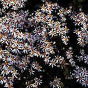 pianta da fiore Perenne 1