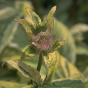 pianta da fiore Perenne 1