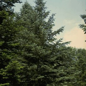albero resinoso