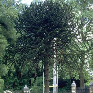 albero resinoso