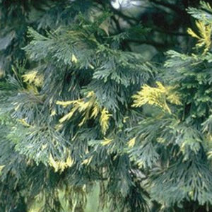 albero resinoso