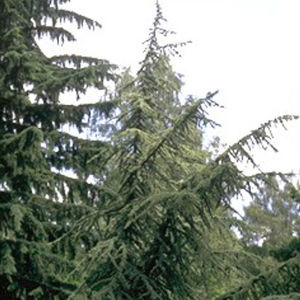 albero resinoso