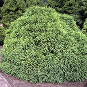 albero resinoso