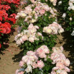 arbusti da fiore a fiori rosa