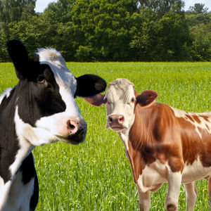 integratore alimentare per animali 1