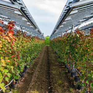 struttura agrivoltaica per colture