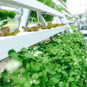 sistema di agricoltura verticale