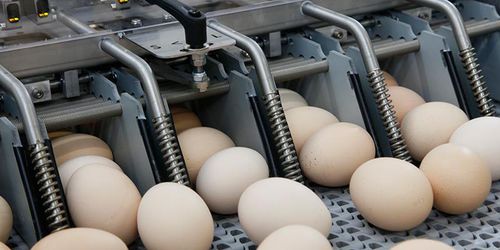 Sistema di trasferimento di uova - Pas Reform Hatchery Technologies