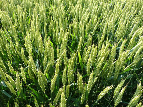 Semi di grano tenero medio-precoce - LUMINON - Saaten-Union GmbH - inverno / resistente all'oidio / resistente alla ruggine