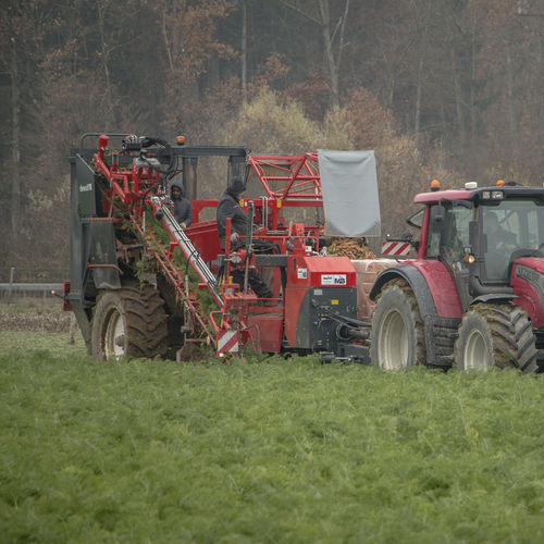 Raccoglitrice per carote - GCCI - Dewulf Group - per sedano rapa / per pastinaca / per prezzemolo