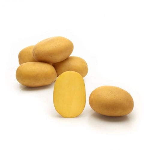 Semi di patata medio-precoce - Almonda - Solana GmbH & Co. KG - di consumo / lungo / a lungo riposo vegetativo