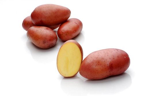 Semi di patata extra precoce - Rosara - Solana GmbH & Co. KG - di consumo / medie / resistente alla rogna nera della patata