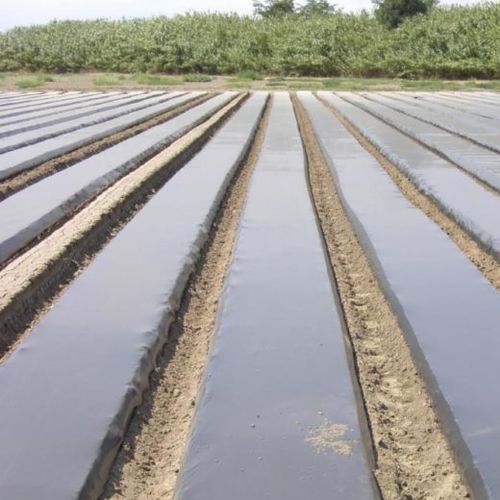 Film pacciamante - SOTRAFILM NG - SOTRAFA, S.A. - ad effetto termico / opaco / biodegradabile