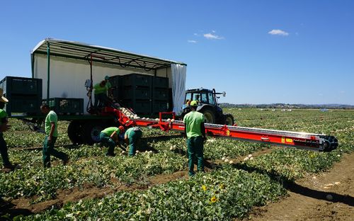 Trasportatore per verdura - BR712 - SPAPPERI - di raccolta / a nastro / ad altezza regolabile