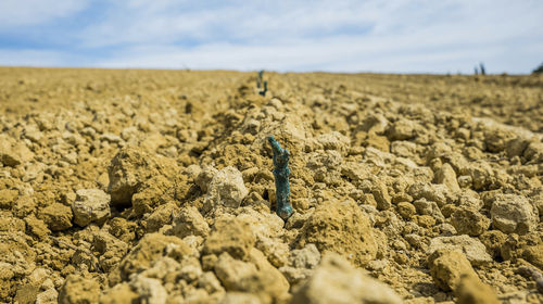 Seminatrice di precisione per albero - AS MAX - SPAPPERI - a disco