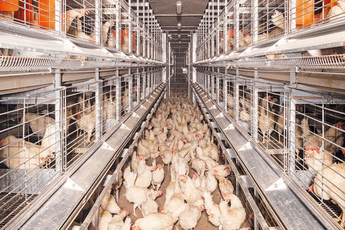 Voliera per galline ovaiole - NATURA 70 - Big Dutchman