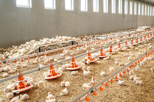Tramoggia di alimentazione per pollame - Havito® - Big Dutchman - in plastica / multiaccesso / con fissaggio a terra