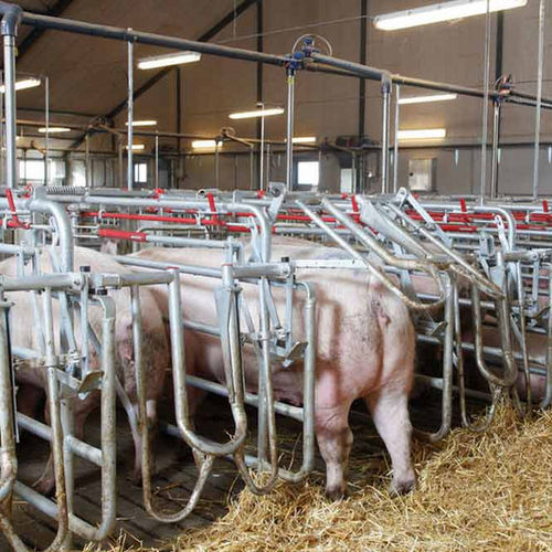 Gabbia di inseminazione regolabile - ACO Funki A/S - con abbeveratoio