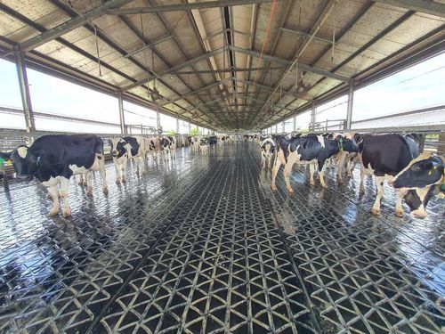 Tappeto in gomma - ComfortMat Z 20/0 - AGRIPROM - per fabbricato agricolo / comfort delle mucche / Rivestimento del pavimento per stalle da latte