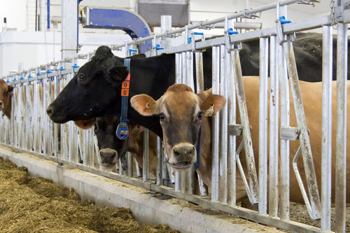 Rastrelliera per mangiatoia per mucche - EZ2 - AGRIPROM - per vitelli / autobloccante / modulare