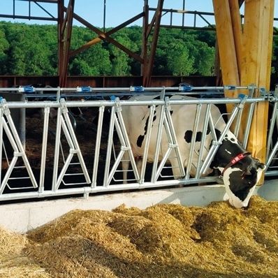 Rastrelliera per mangiatoia per mucche - Liberty - CK Industries - autobloccante / in tubolare / regolabile